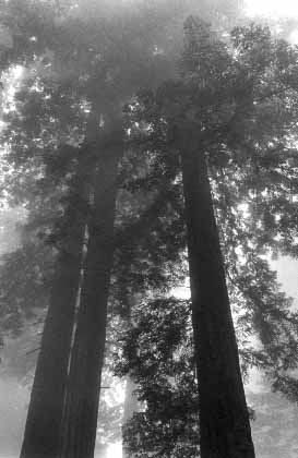 redwoods