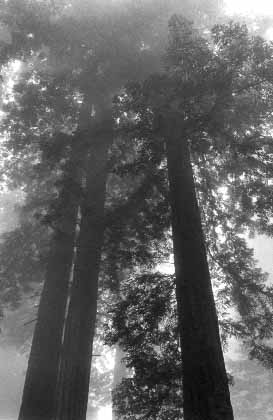 redwoods